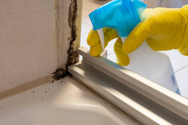 Professional Mold Removal in Monaca, PA